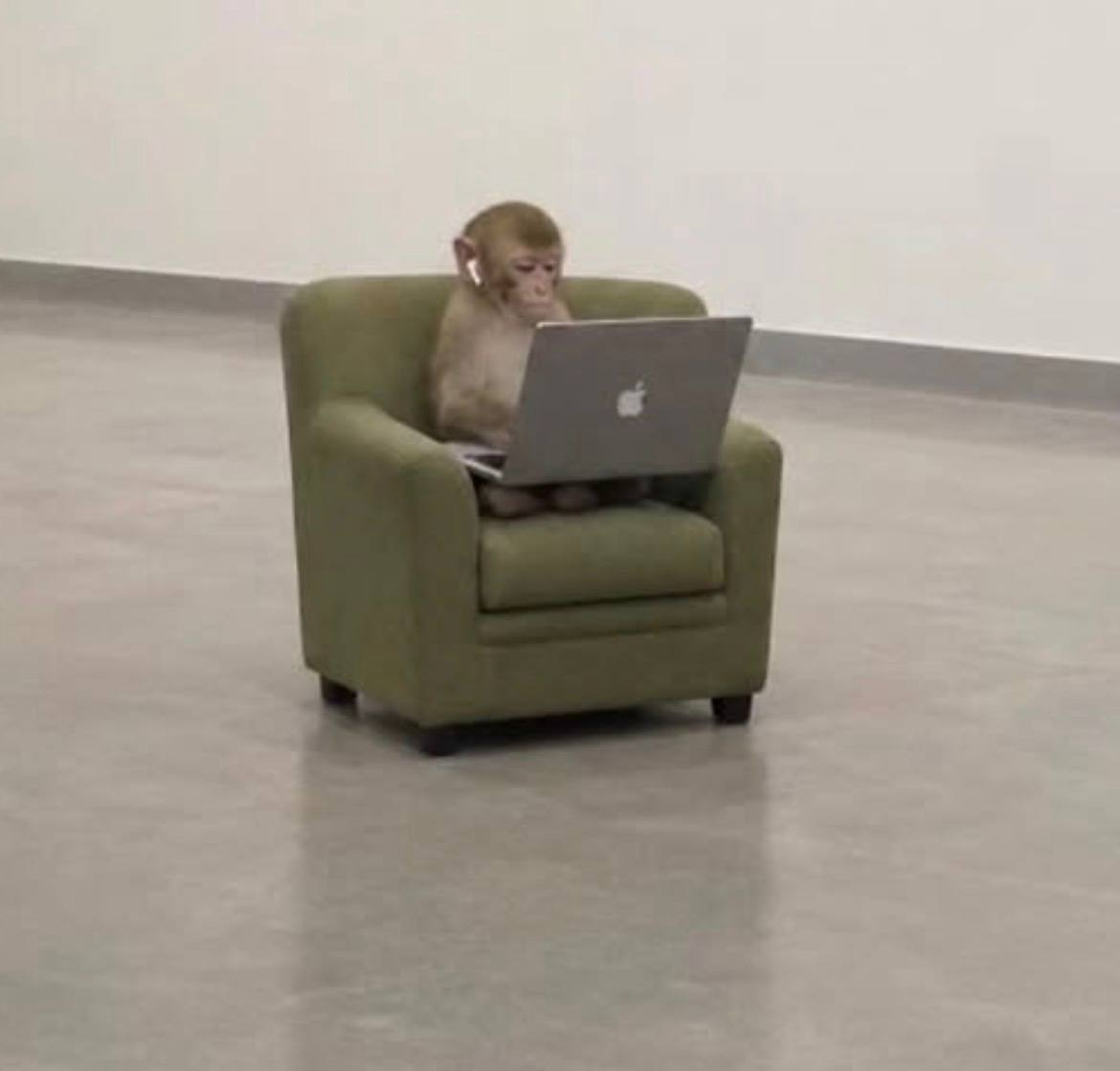 Ape sitting in a green armchair working on a MacBook